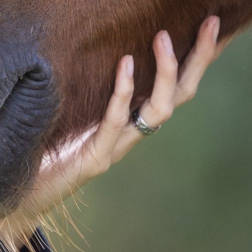 Een hand onder de snuit van Gorgeous.