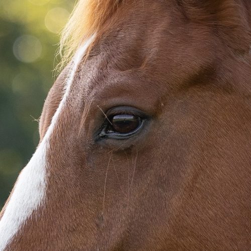 Het oog van Gorgeous van dichtbij.